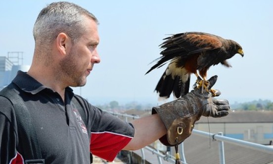 Lee Rees - Harris Hawk